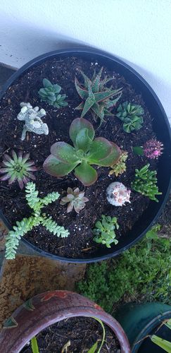 Customer photo review of Red Headed Irishmen | Mammillaria Spinosissima