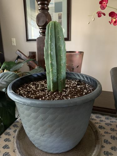 Customer photo review of San Pedro Cactus | Echinopsis pachanoi