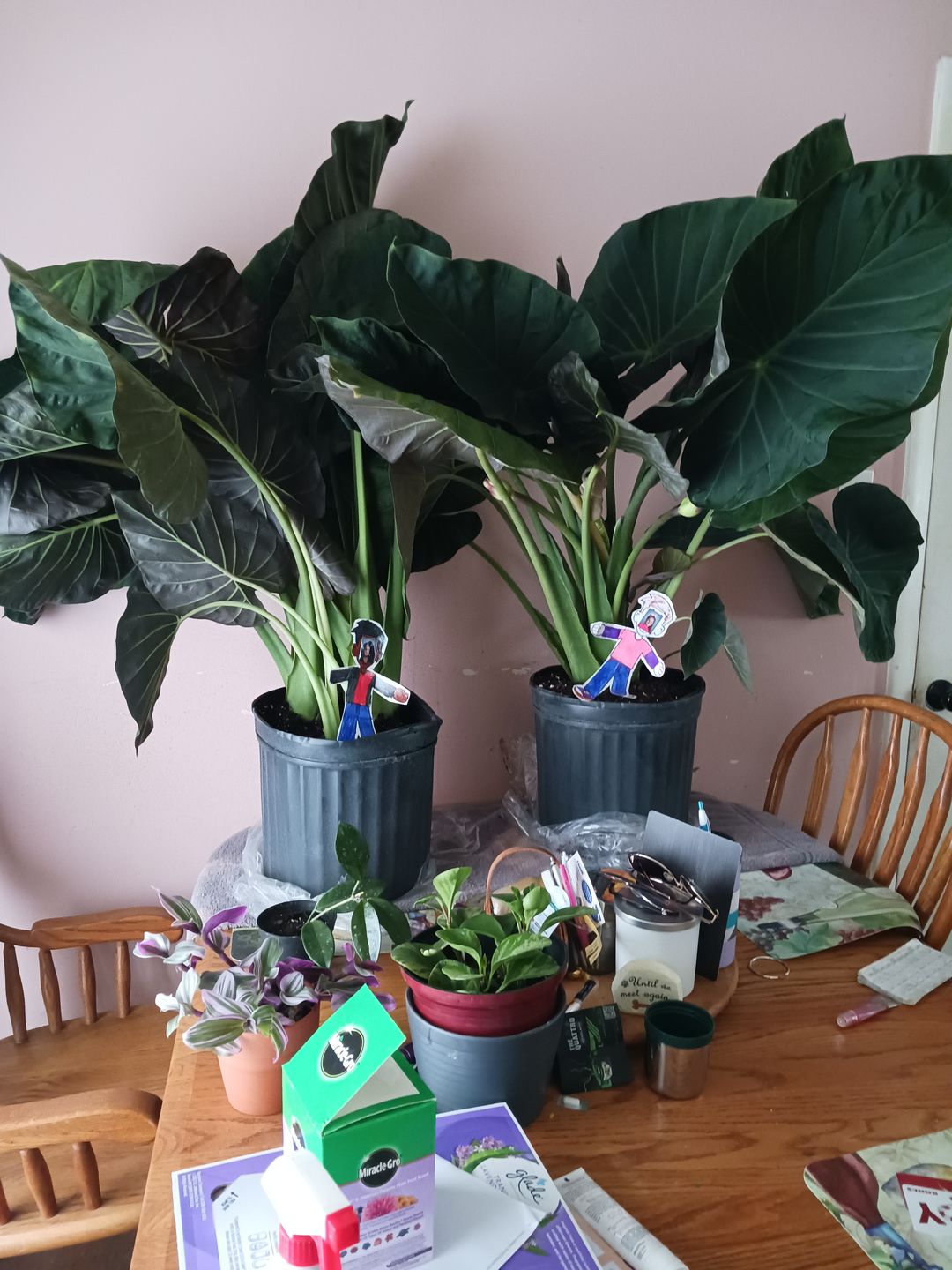 Customer photo review of Alocasia Regal Shields, Elephant Ears Live Tropical Plant