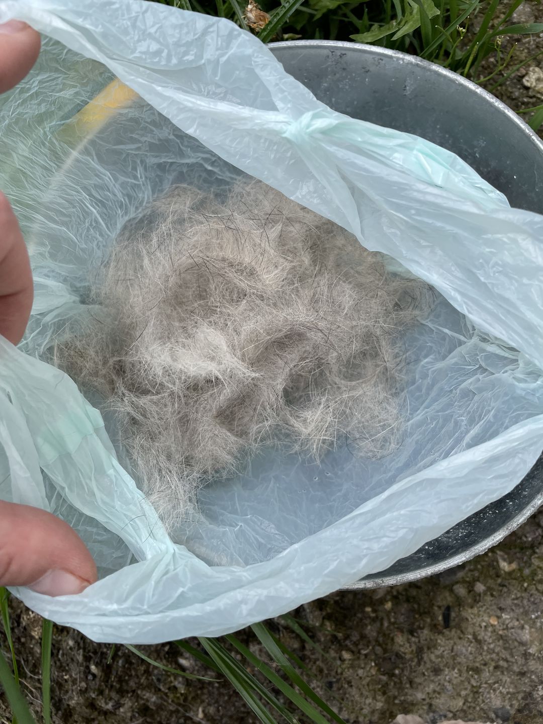 Customer photo review of BullyBillows Complete Animal Deshedding Kit - Pink
