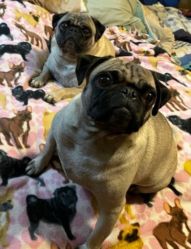 Customer photo review of MCT CBD Oil : PET & HUMAN SUPER DOSE - 4,000 MG CBD