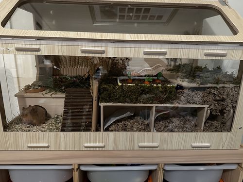 Customer photo review of Niteangel Vista Hamster Cage W/ Oblique Opening - MDF Aspen Small Animal Cage for Syrian Dwarf Hamsters Degus Mice or Other Similar-Sized Pets