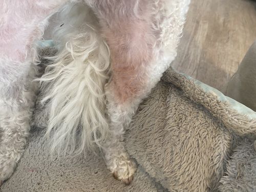 Customer photo review of Hemp Seed Oil for Dogs (200ml)