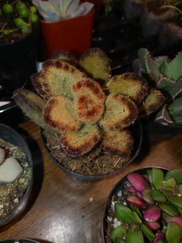 Customer photo review of Teddy Bear Plant | Kalanchoe Tomentosa