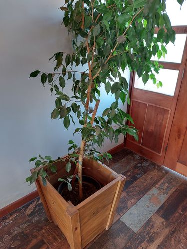 Customer photo review of Ficus Benjamina