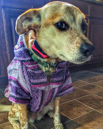 Customer photo review of Playa Poncho - Surprise Color