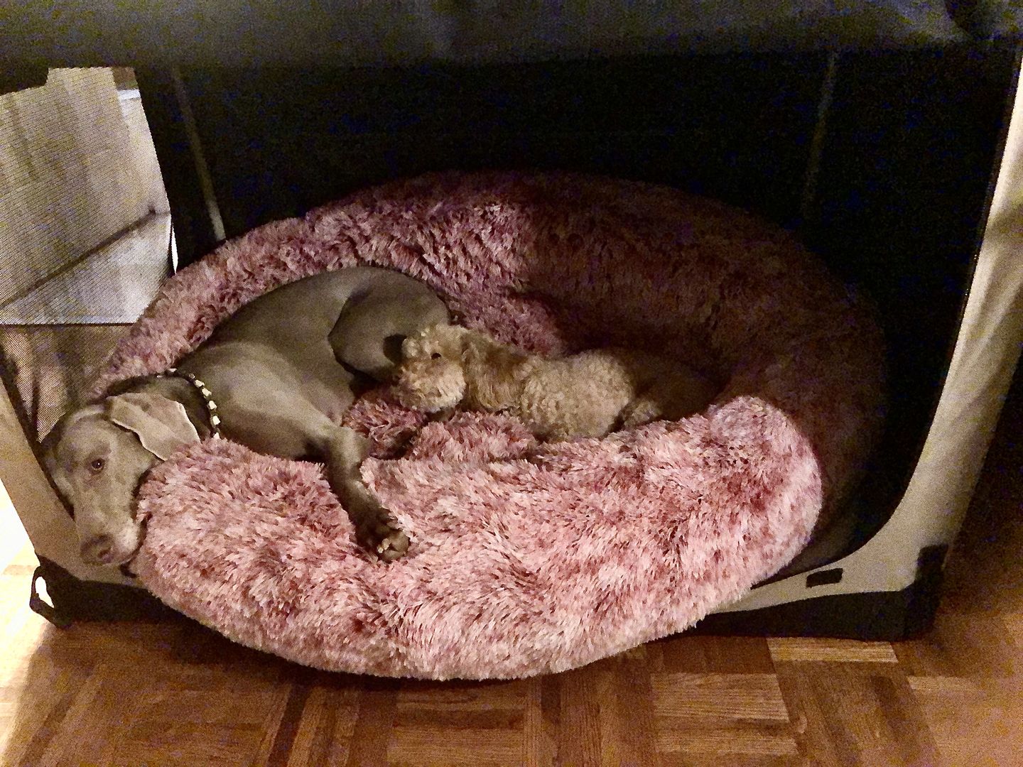 Customer photo review of Spare Calming Dog Bed Cover