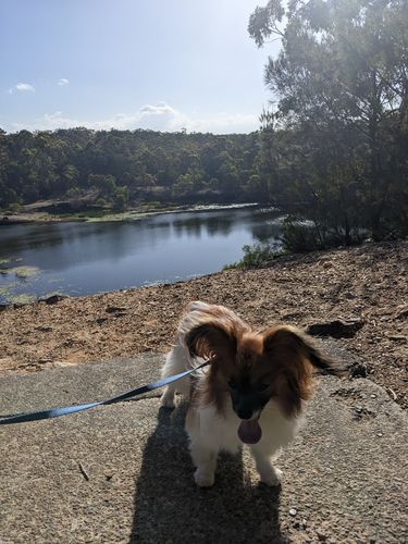 Customer photo review of Hemp Seed Oil for Dogs (200ml)