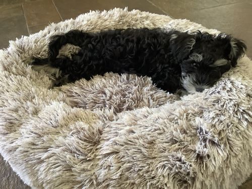 Customer photo review of PaWz Removable Cover Calming Pet Bed