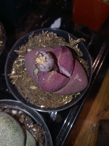 Customer photo review of Royal Flush | Pleiospilos Nelii