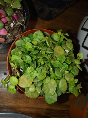 Customer photo review of String of Turtles | Peperomia prostrata