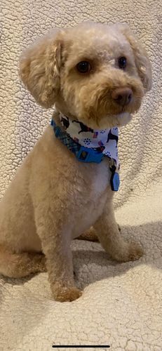 Customer photo review of Blue Silicone