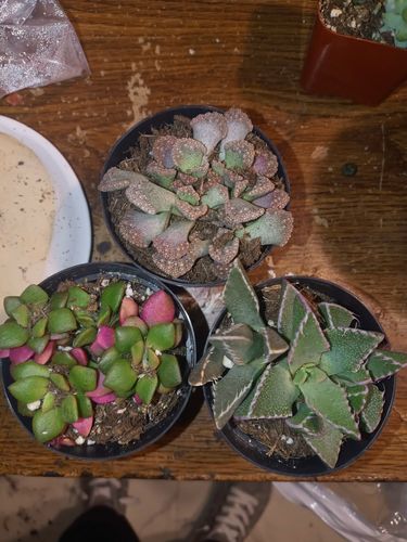Customer photo review of Living Stones Variety - 3 Pack