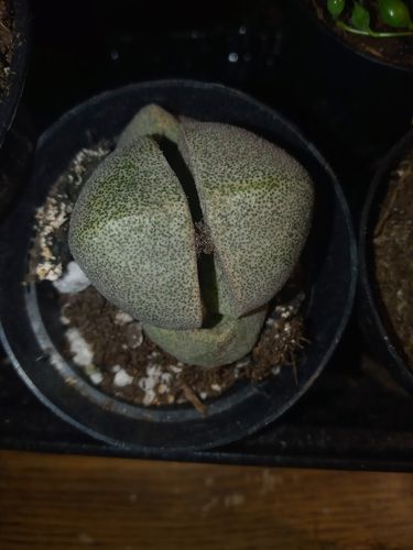 Customer photo review of Split Rock | Pleiospilos Nelii