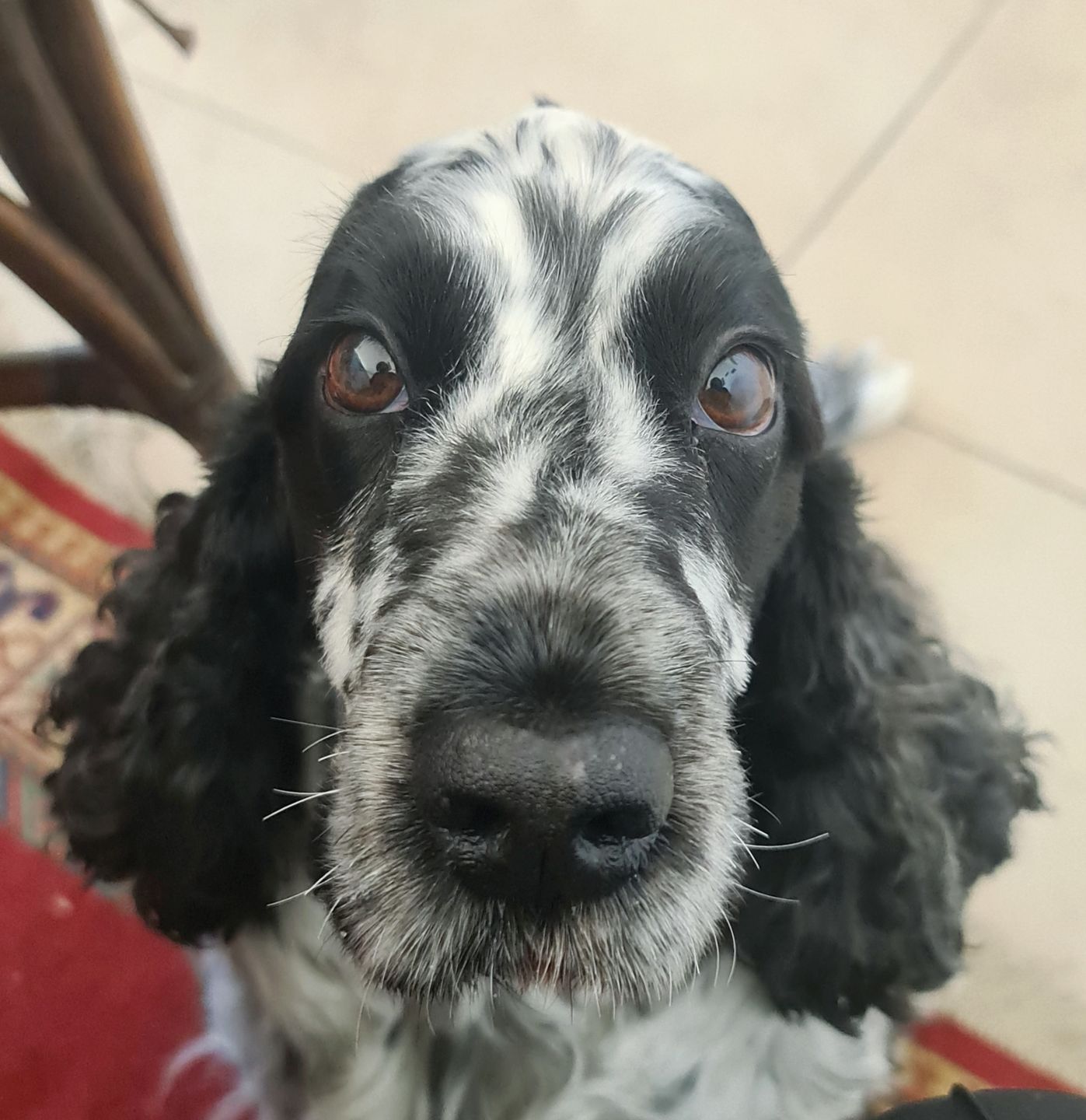 Customer photo review of Pâtées riches en canard & aux petits pois (chien adulte)