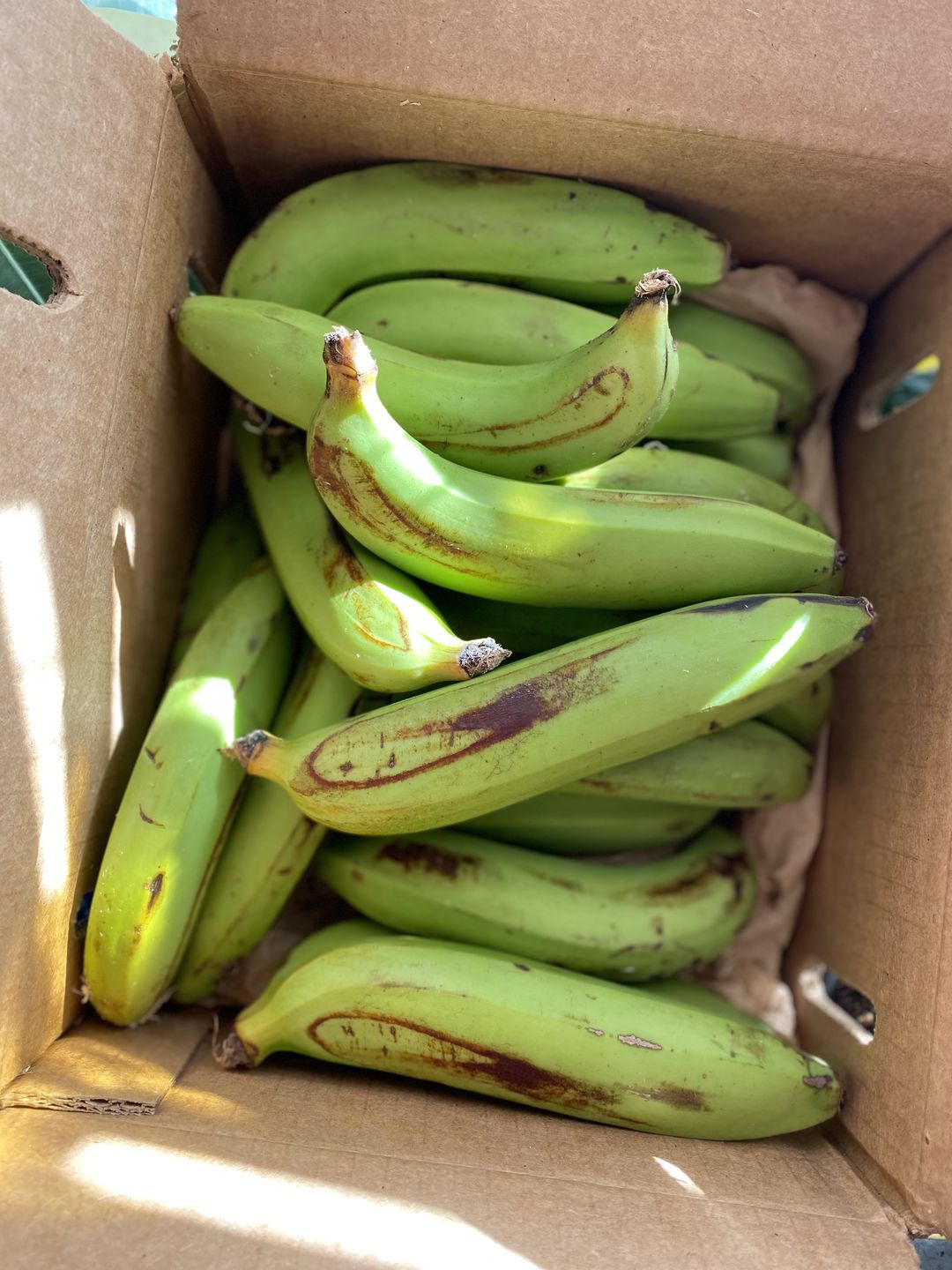 Customer photo review of Gros Michel Banana Box
