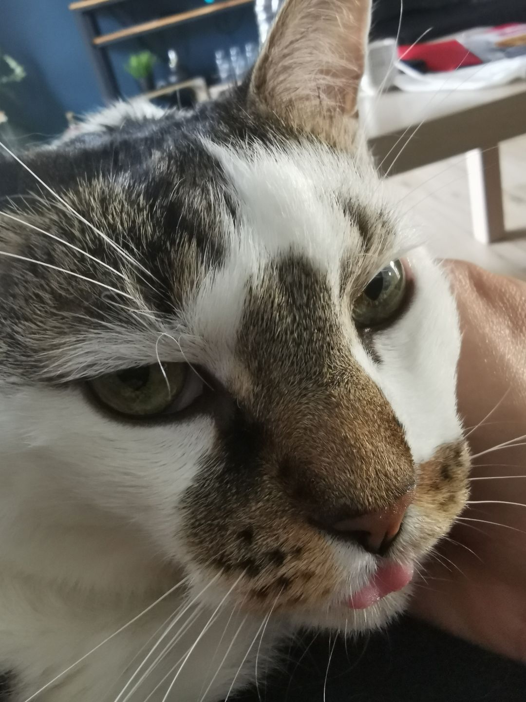 Customer photo review of Pâtées riches en volaille & aux courgettes (chat âgé)