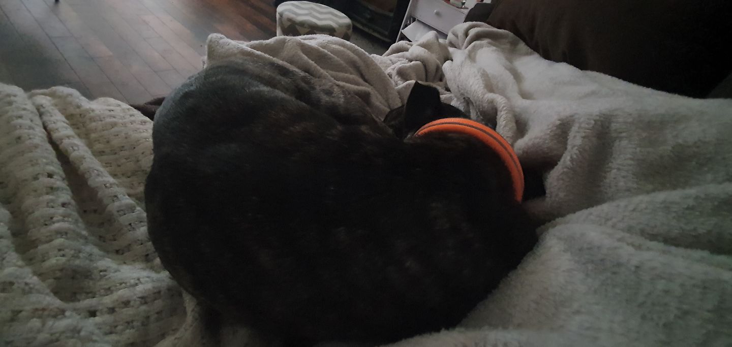 Customer photo review of 3cm Slip on Collar | Soft Padded & Reflective - Orange v2.0
