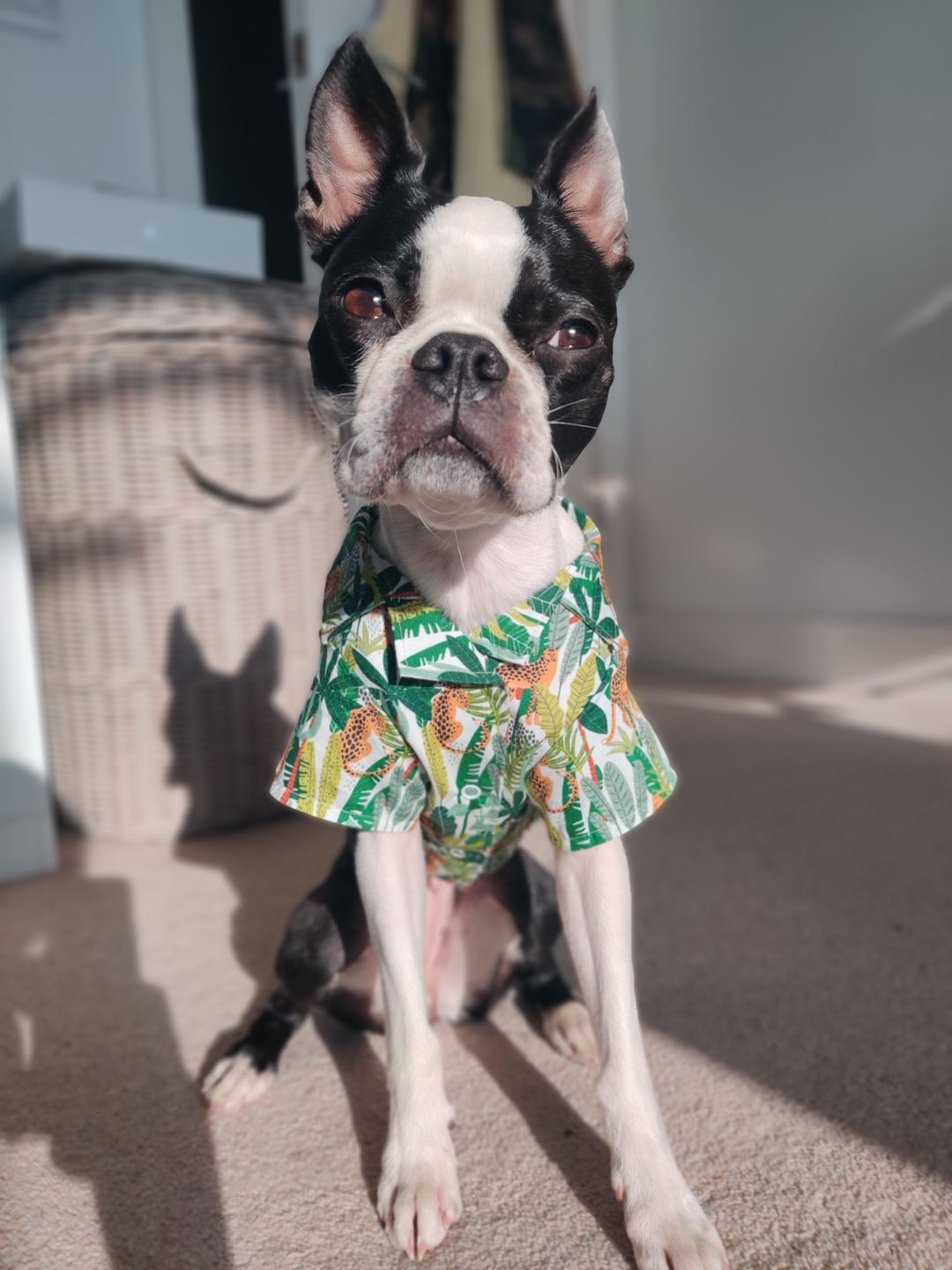 Customer photo review of Jungle Leopards Rose & Hubble Cotton Poplin Fabric
