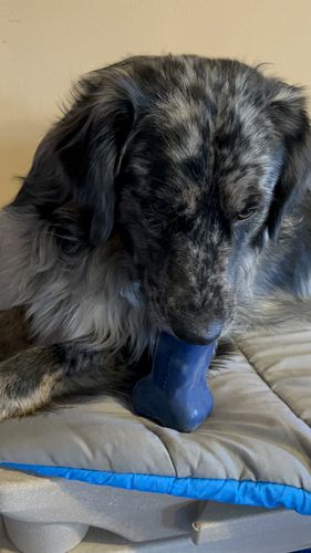 Customer photo review of Freezbone