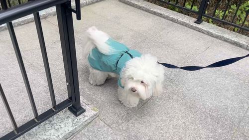 Customer photo review of Visibility Raincoat Emerald for Dogs