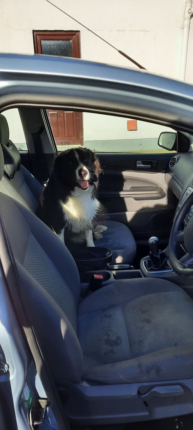 Customer photo review of Gps Dog Fence