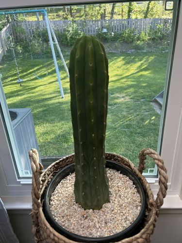 Customer photo review of San Pedro Cactus | Echinopsis pachanoi