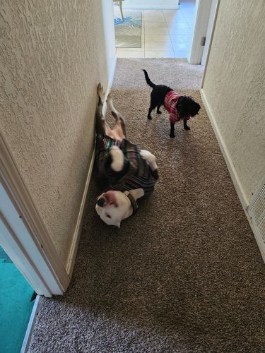 Customer photo review of Playa Poncho - Surprise Color