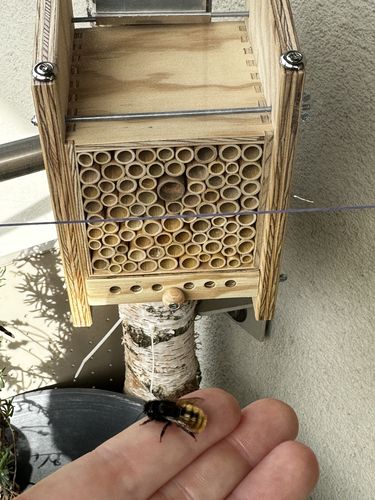 Customer photo review of BeeHome Observer