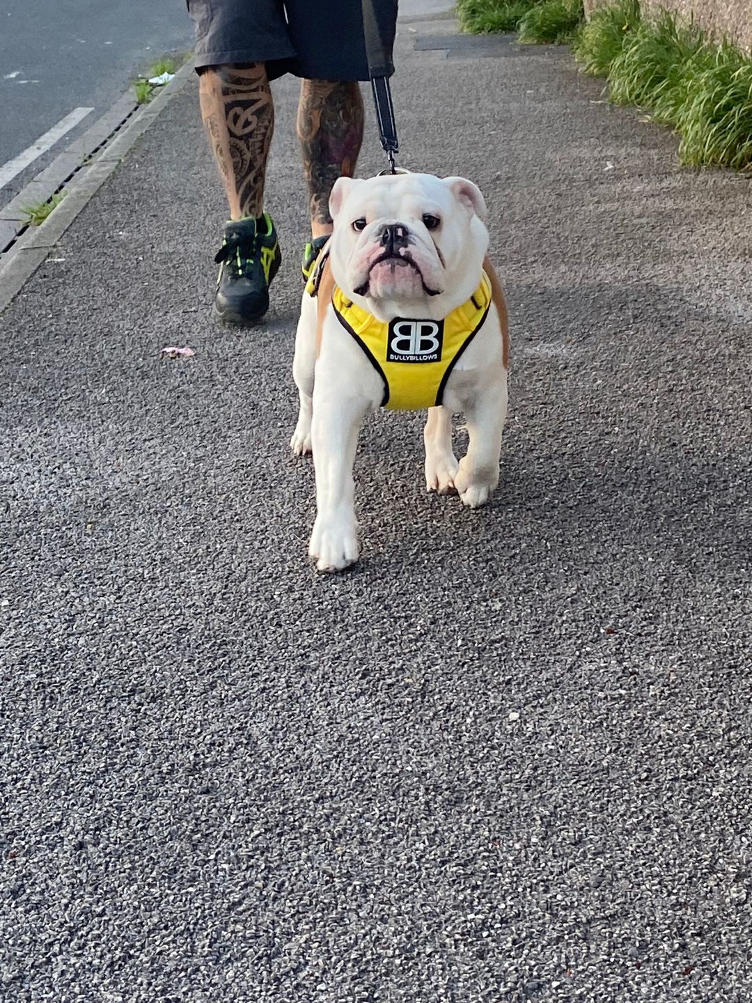 Customer photo review of Premium Comfort Harness | Non Restrictive & Adjustable - Light Blue