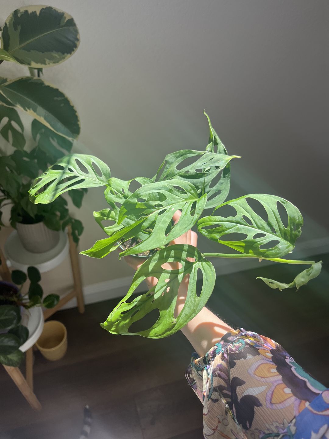 Customer photo review of 3” Monstera adansonii 'Double Windows'