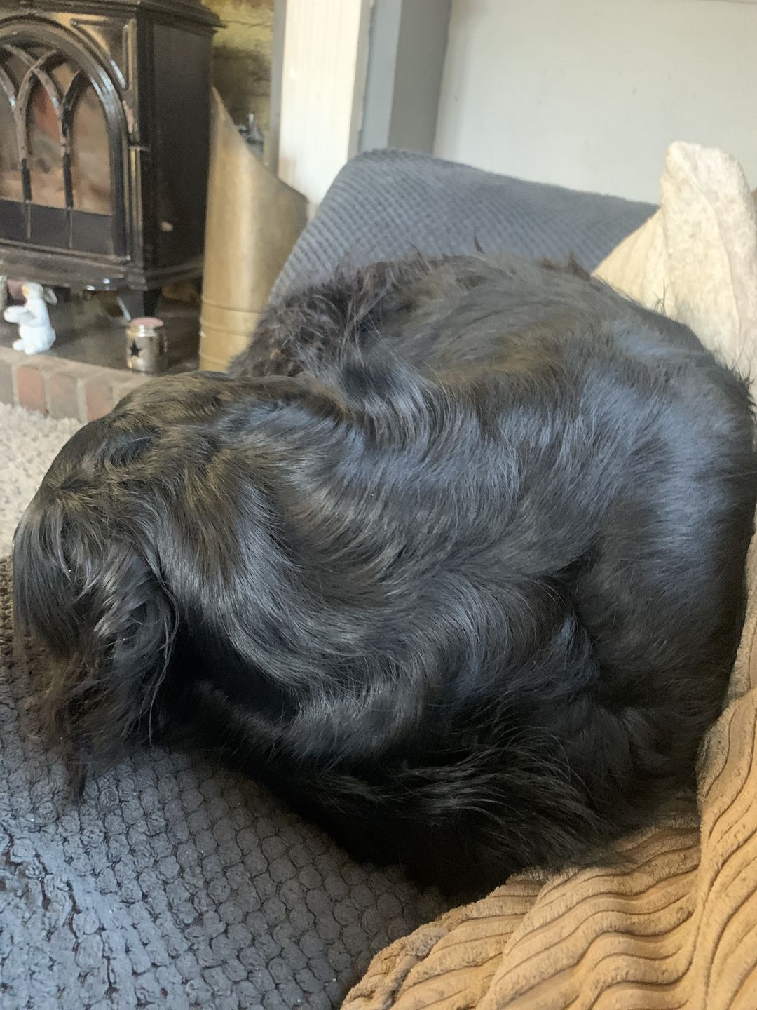 Customer photo review of Dog Duo Pack