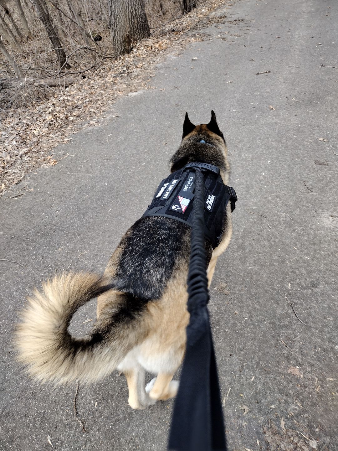 Customer photo review of Heavy-Duty Double-Handle Tactical Bungee K9 Dog Leash