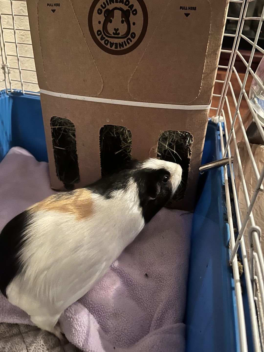 Customer photo review of GuineaDad Hay Box (3 Pack) - Orchard - Micro-Filtered Guinea Pig Hay