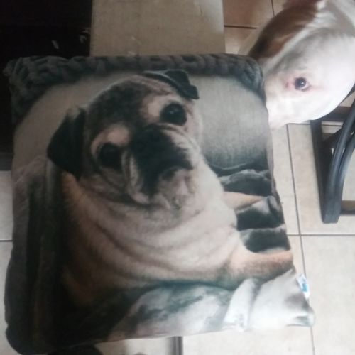 Customer photo review of Create A Custom Dog Pillow