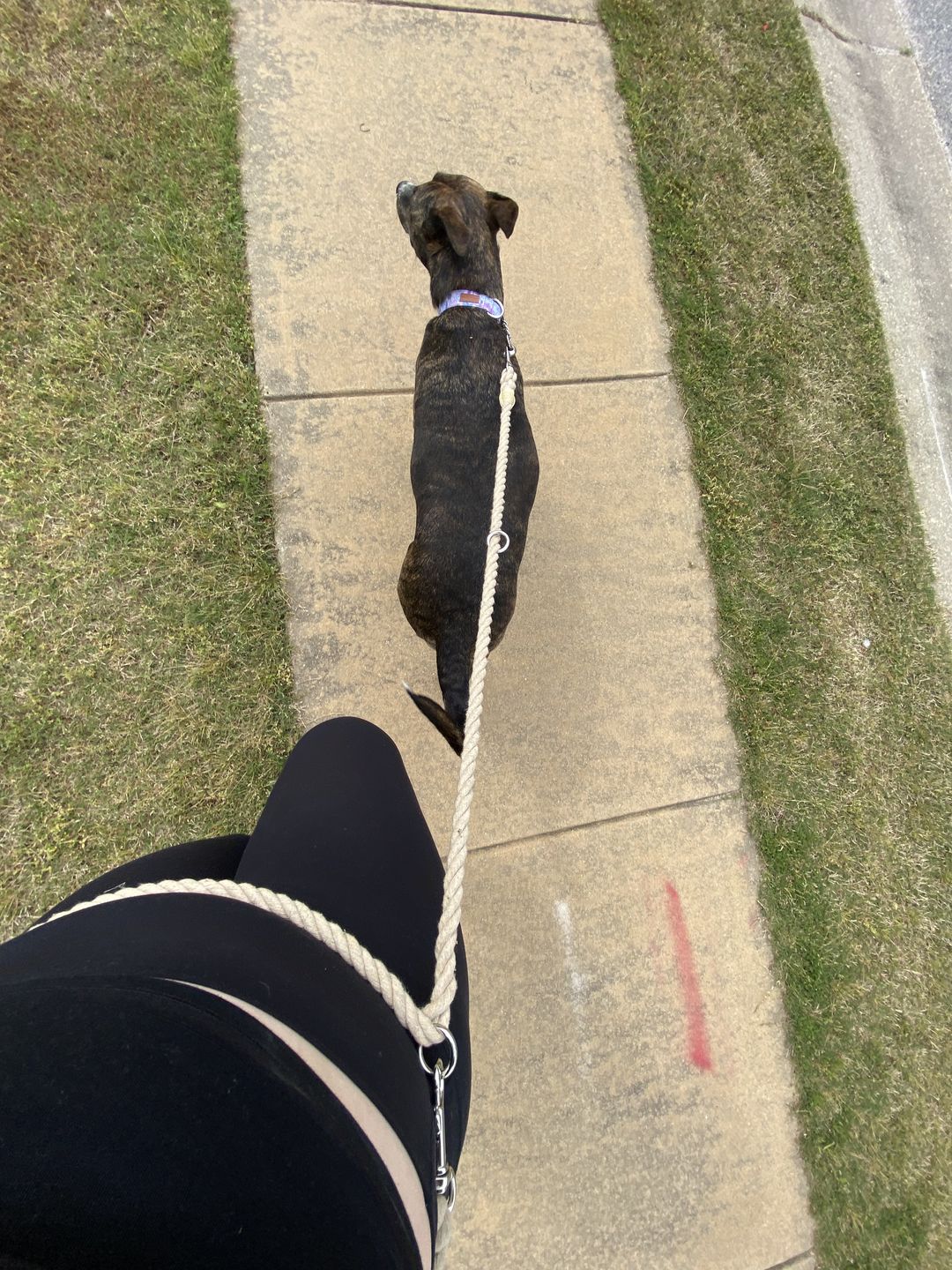 Customer photo review of 6-IN-1 Cotton Rope Dog Leash