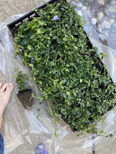 Customer photo review of Vinca Minor Bowles 50 count Flat