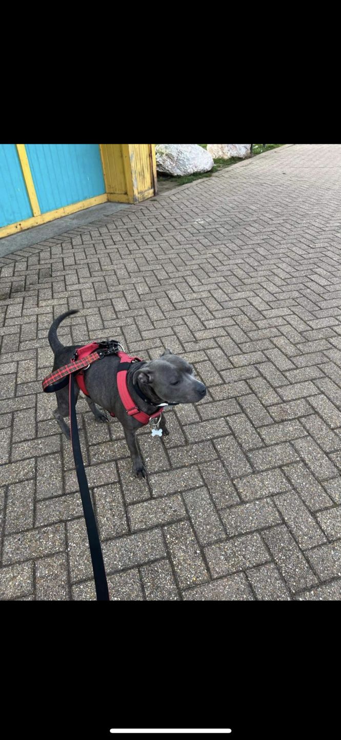 Customer photo review of 1.4m Swivel Combat Lead | Neoprene Lined, Secure Rated Clip with Soft Handle - Red