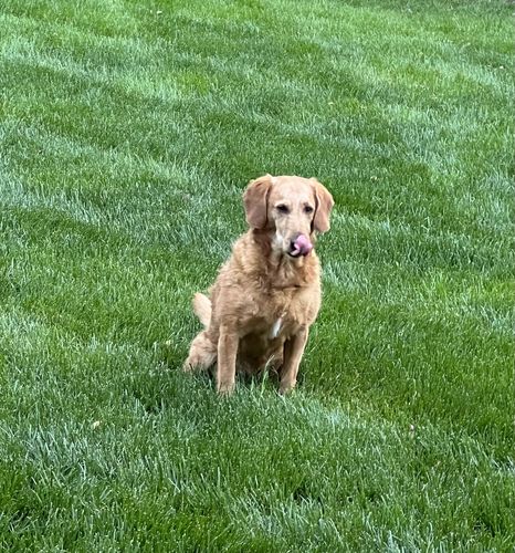 Customer photo review of NexGard & Heartgard (Green) Combo Dogs 24-60 lbs (10-25 kg)