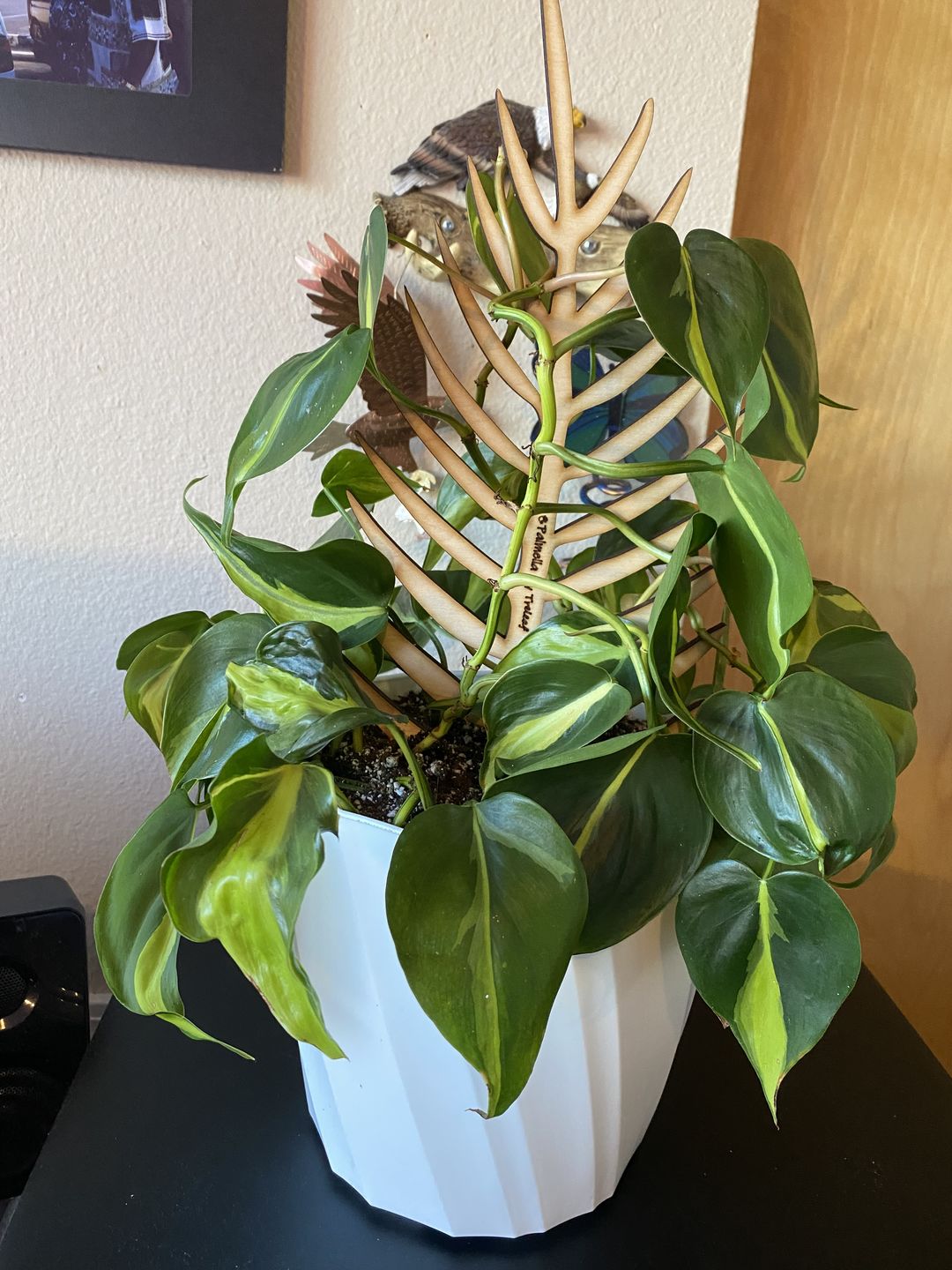 Customer photo review of BARE™ Palmella™ - Customizable wooden plant support - Inspired by the Palm leaf