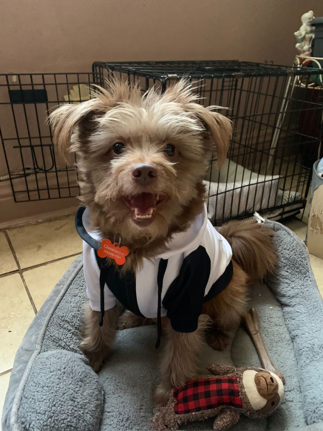 Customer photo review of Juventus Dog Hoodie