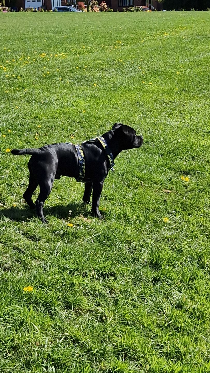Customer photo review of TRI-Harness® | Anti-Pull, Adjustable & Durable - Dog Trainers Choice -  CAMO Lightning v2.0