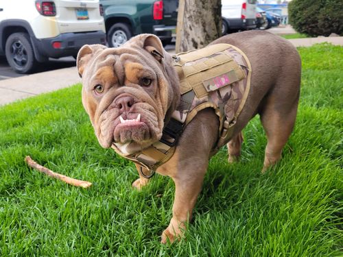 Customer photo review of Classic Heavy-Duty Tactical No-Pull Team K9™ Dog Harness With Front & Back D-Rings, Quick-Release Metal-Buckles, Hook & Loop Panels, & Top Handle