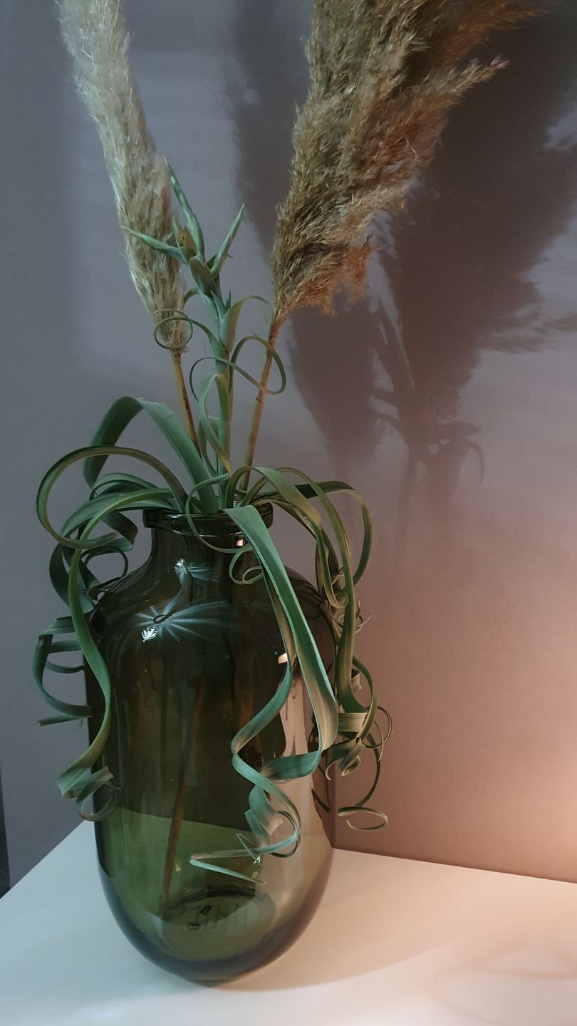 Customer photo review of Tillandsia "Curly Slim" - intermedia x streptohphylla