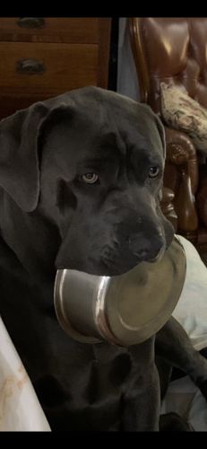 Customer photo review of New Hemp Seed Oil for Large Dogs (500ml)
