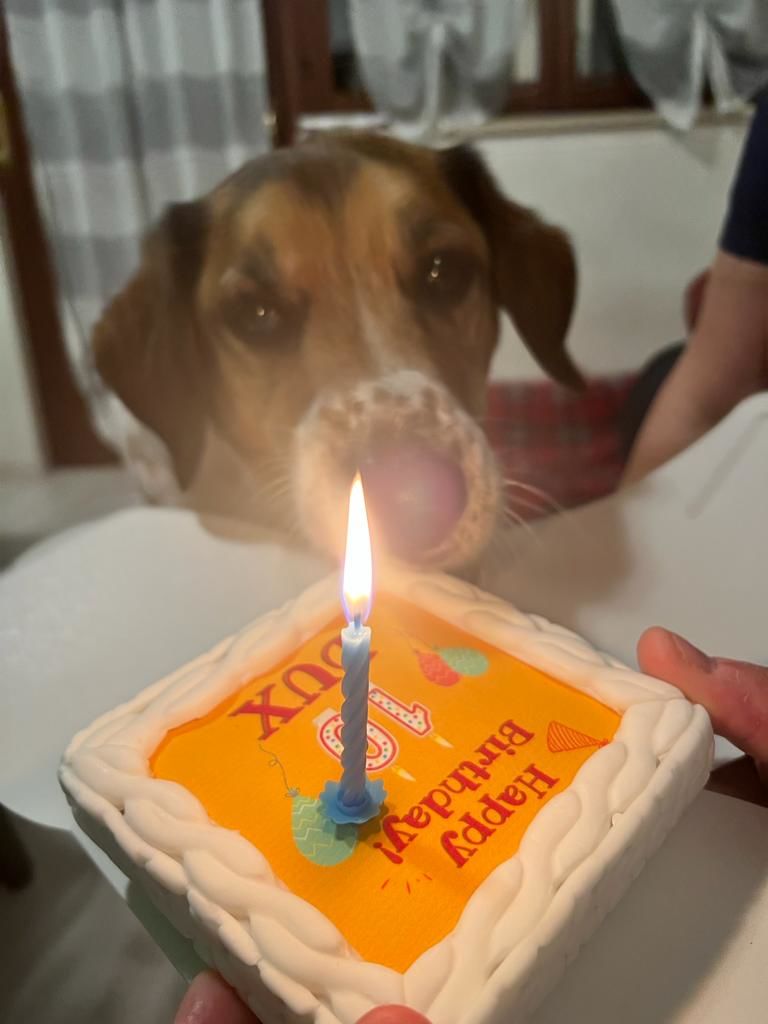 Customer photo review of Torta Per Cani Happy Birthday Personalizzabile Con NOME E ANNI