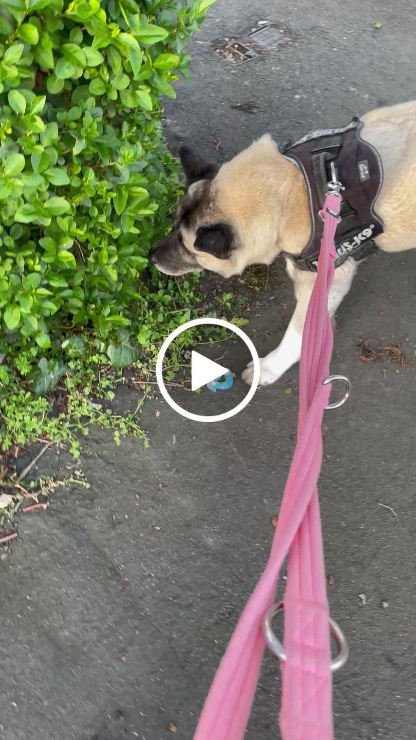 Customer video review of Double Ended Training Lead | All Breeds - Durable & Soft 2m Lead - Pink
