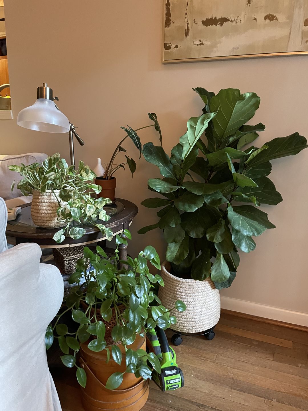 Customer photo review of Fiddle Leaf Fig Guide