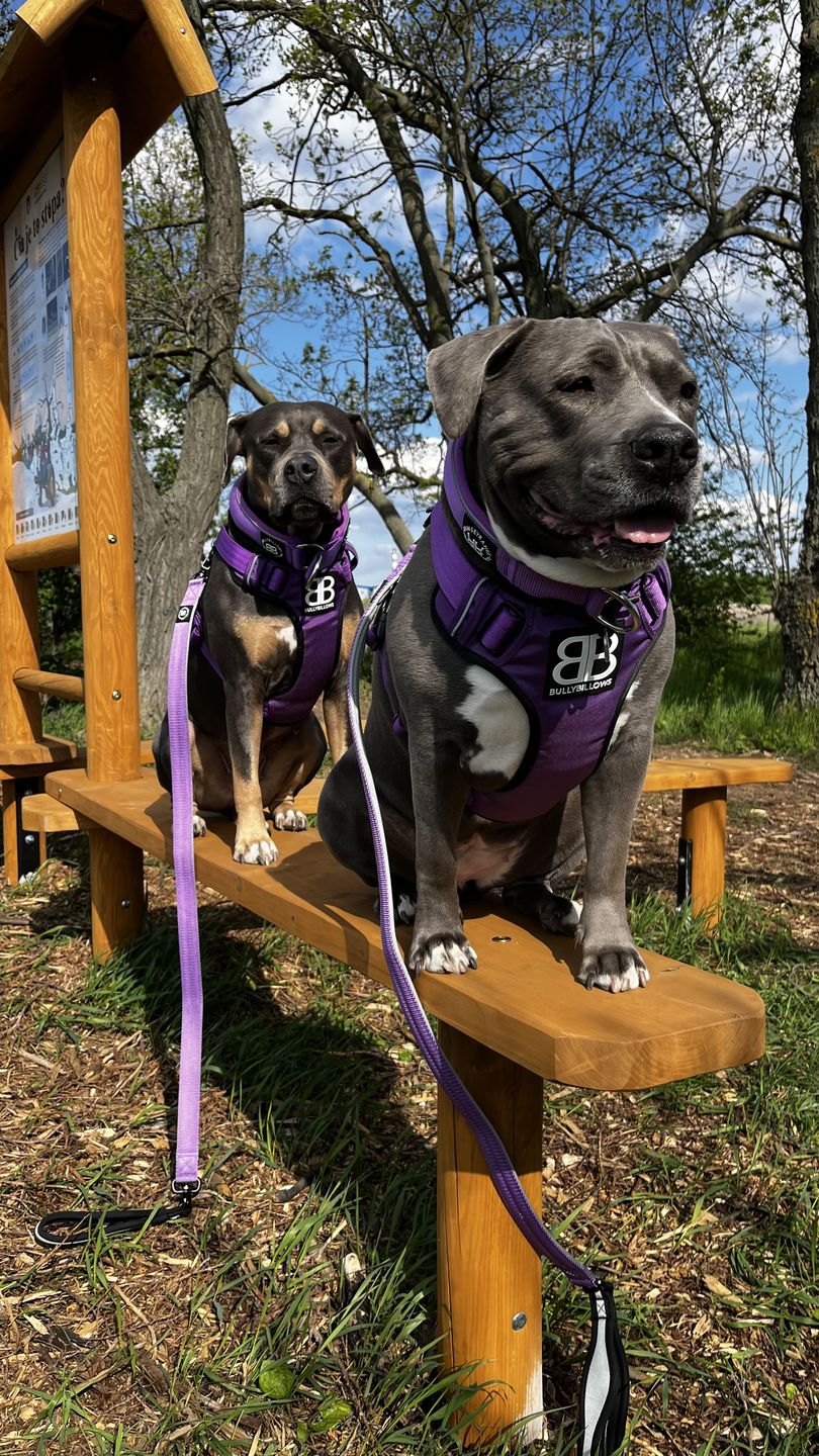 Customer photo review of Premium Comfort Harness | Non Restrictive & Adjustable - Purple