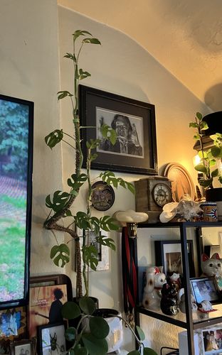 Customer photo of The Original Bendable Coir Pole™ - Best Seller (Tape Included) from Velonda H.